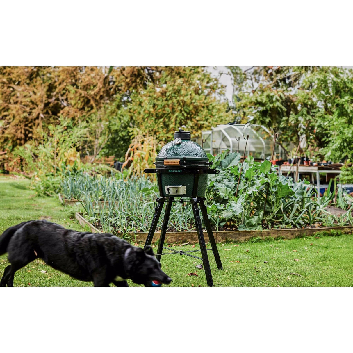 Big Green Egg MiniMax Bundle in backyard with black dog